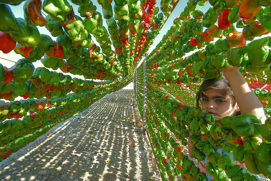 Vegetable Photograph - Pepper Harvest by Aylin Erozcan