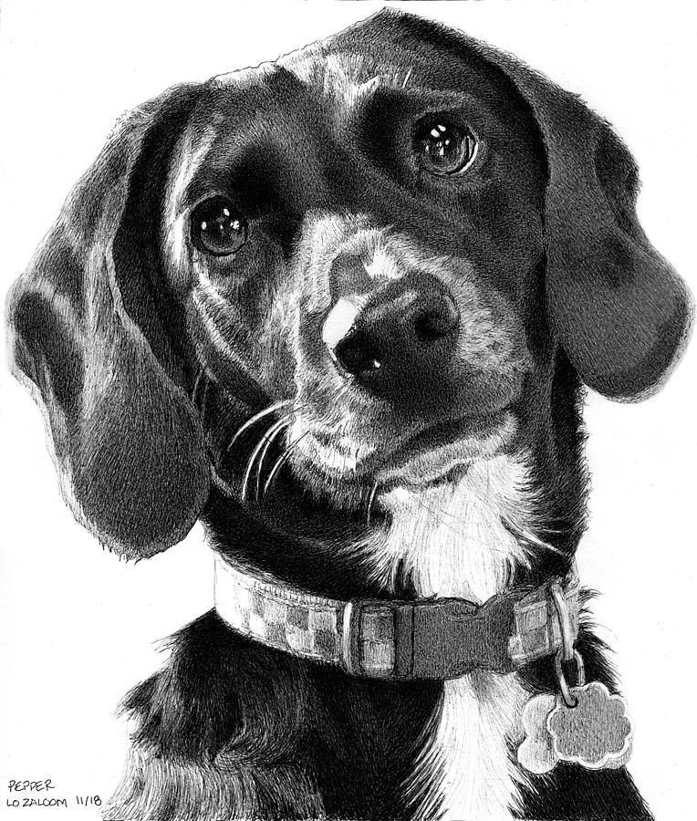 Dog Drawing - Pepper by Lorraine Zaloom