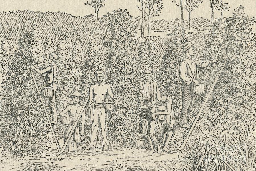 Pepper Plantation Drawing by Print Collector