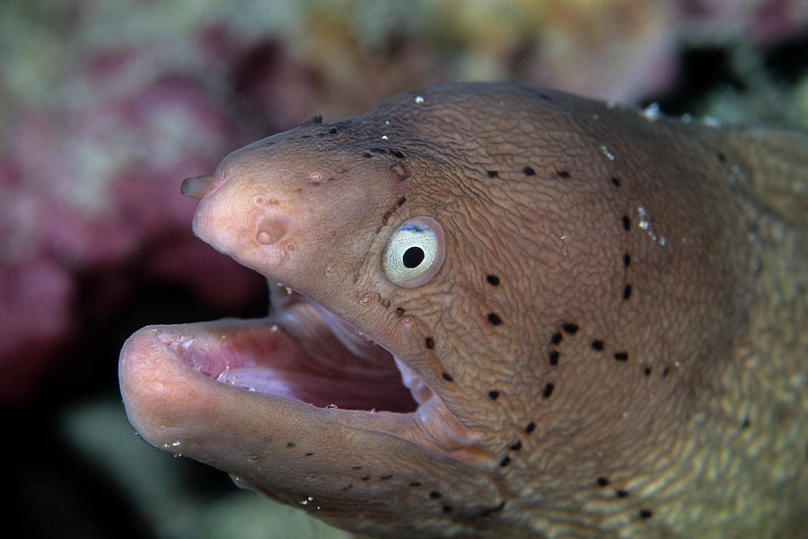 Peppered Moray Siderea Grisea Aldabra Photograph by Nhpa