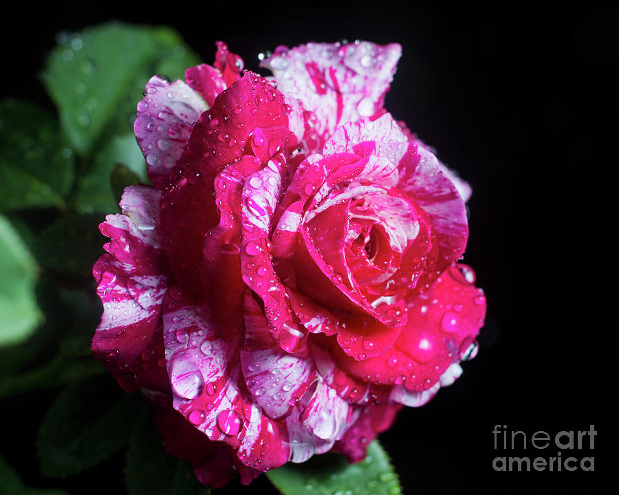 Rose Photograph - Peppermint Rose by Eric Killian Rose Photograph - Peppermint Rose by Eric Killian