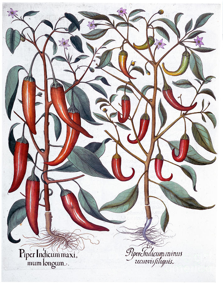 Peppers 1613 Drawing by Heritage Images