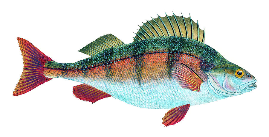 Perch  Drawing by David Letts