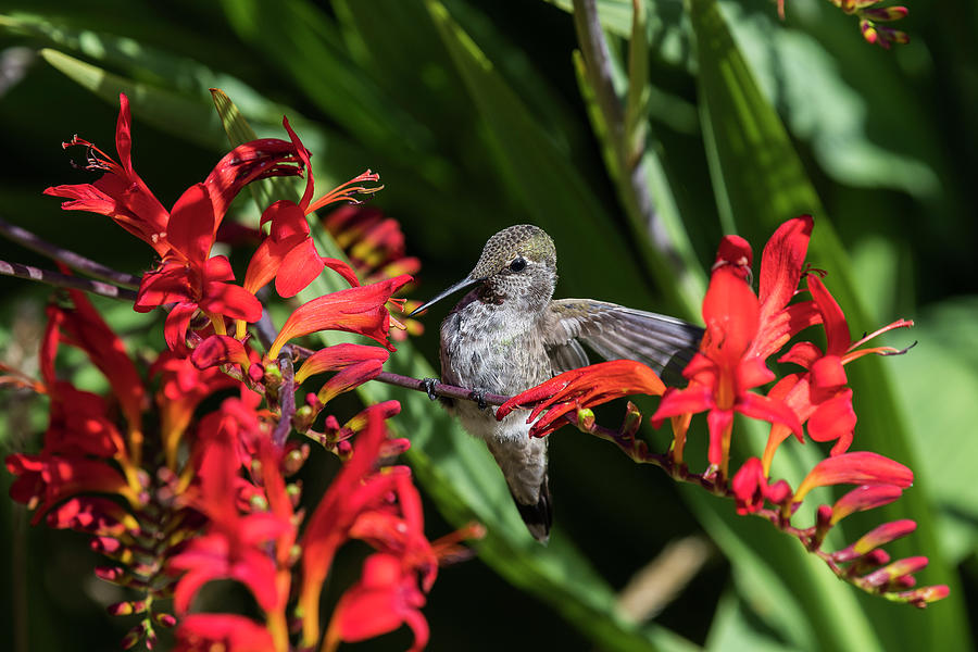 Perched Anna's Hummingbird by Robert Potts Perched Anna's Hummingbird by Robert Potts