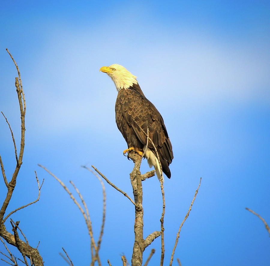 Perched Bald Eagle by Dan Sproul Perched Bald Eagle by Dan Sproul