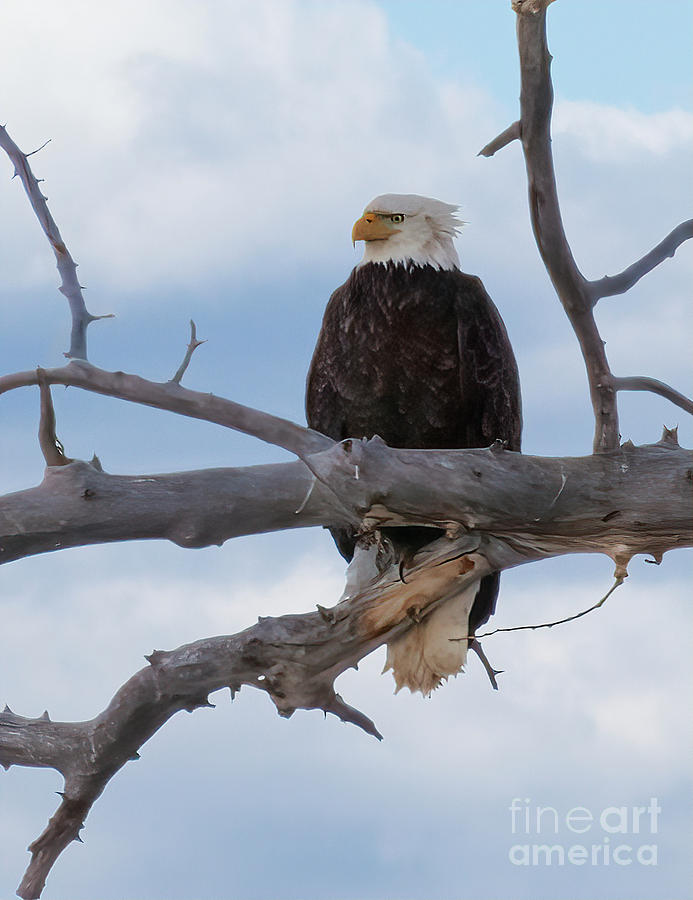 Perched Bald Eagle Photograph