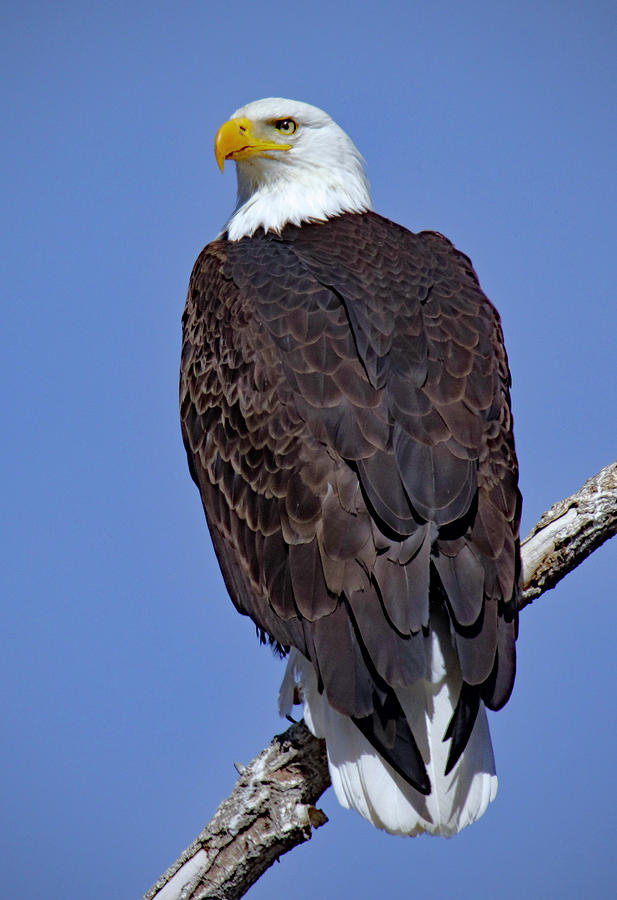 Eagle Digital Art - Perched Bald Eagle by Troy Wright