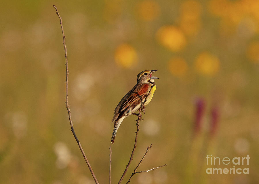 Animals Photograph - Perched Beauty H.e. Flanagan Prairie Charleston, Arkansas by Michael Vance Pemberton Animals Photograph - Perched Beauty H.e. Flanagan Prairie Charleston, Arkansas by Michael Vance Pemberton