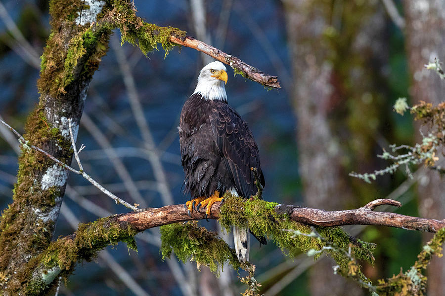Perched Eagle 2018 Photograph by Mike Centioli