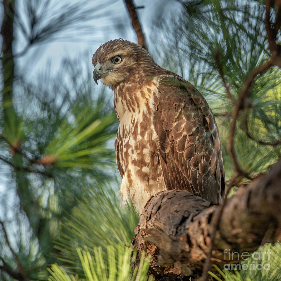Perched for Hunting - Red Tailed Hawk Photograph by Dale Powell