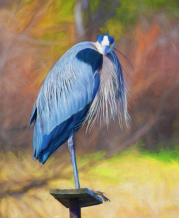 Perched Great Blue Heron Mixed Media by Lowell Monke