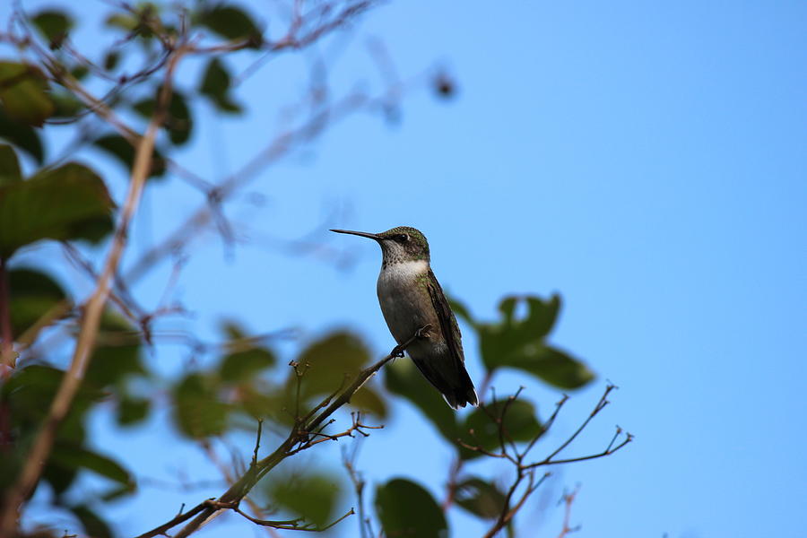 Perched Hummingbird Photograph by Beth Vincent