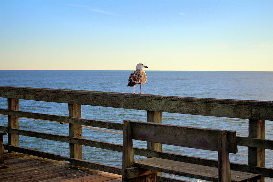 Perched On The Pier Photograph by Cynthia Guinn