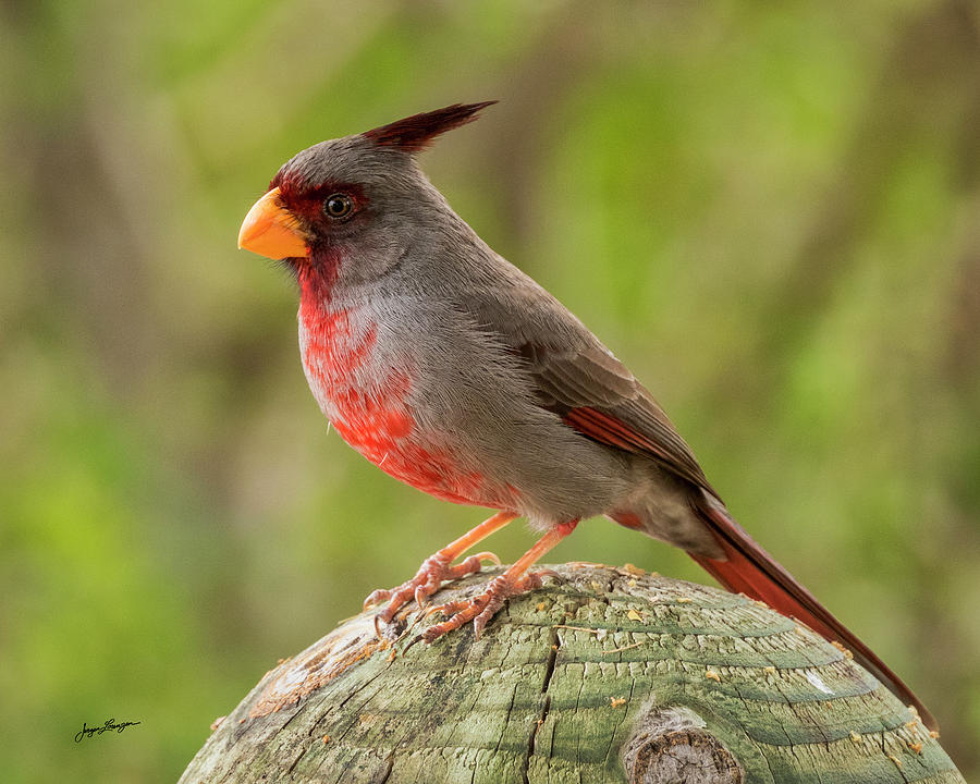 Perched Pyrrhuloxia by Jurgen Lorenzen Perched Pyrrhuloxia by Jurgen Lorenzen