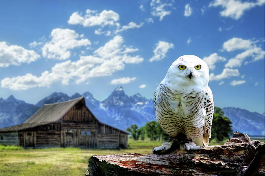 Perched Snowy Owl at Moulton Barn by Russ Harris Perched Snowy Owl at Moulton Barn by Russ Harris