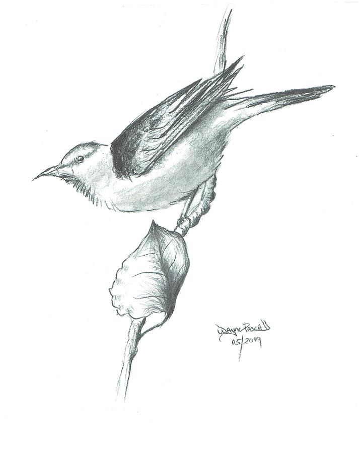 Perched Drawing by Wayne Pascall