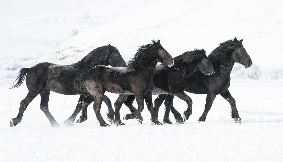 Percheron Draft Horse, Four Trotting Through Snow. Photograph by Carol Walker / Naturepl.com Percheron Draft Horse, Four Trotting Through Snow. Photograph by Carol Walker / Naturepl.com
