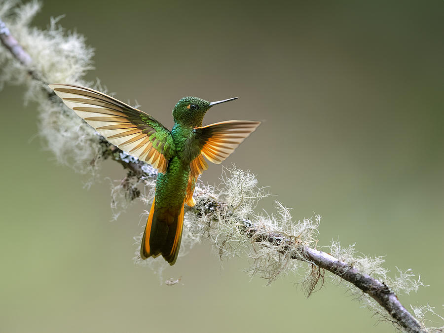 Hummingbird Photograph - Perching by Eugene Zhu
