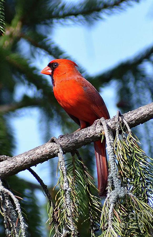 Perching Male Northern Cardinal Photograph