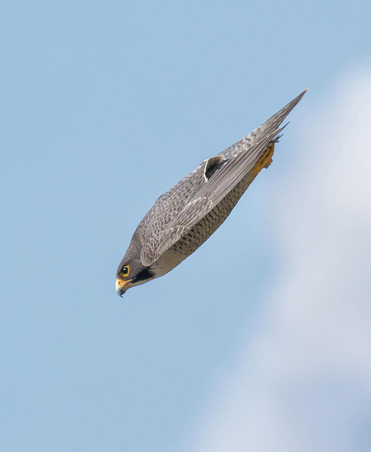 peregrine falcon speed not diving