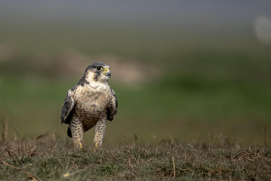 Nature Photograph - Peregrine Falcon by Balasubramanian Gv
