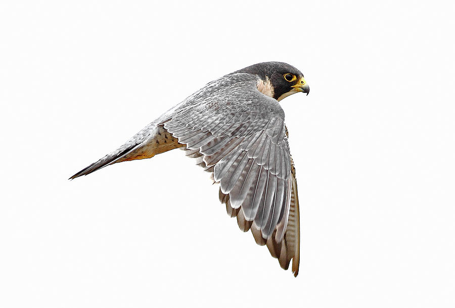Peregrine Falcon Bird Photograph by Bmse