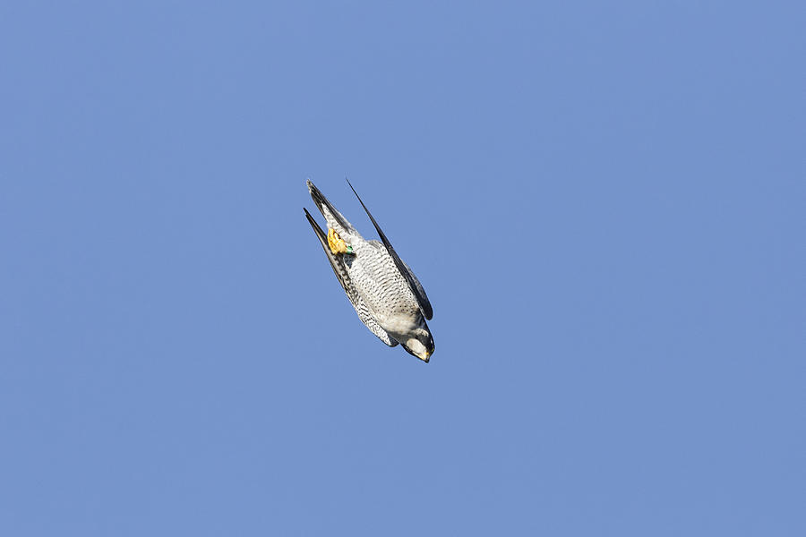 Peregrine Falcon Diving Photograph by James Zipp
