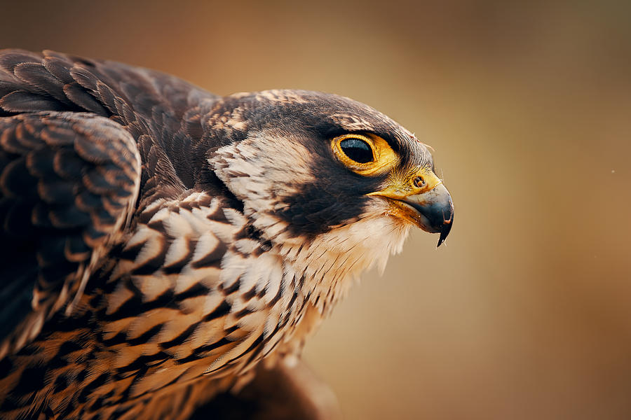 Peregrine Falcon (falco Peregrinus), Photograph by Lukas Furch | Fine ...