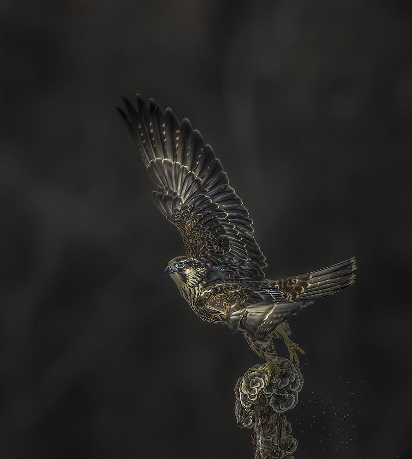 Wildlife Photograph - Peregrine Falcon by Judy Tseng