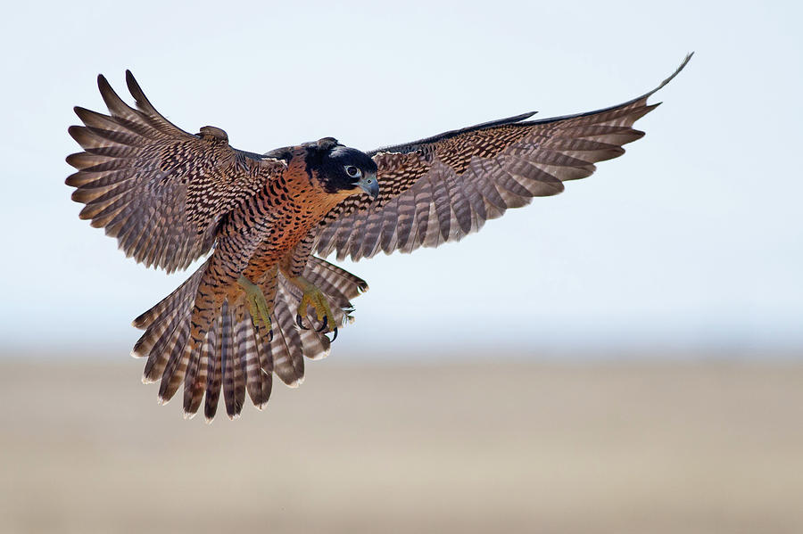 Falcon Photograph - Peregrine Falcon by Mallardg500