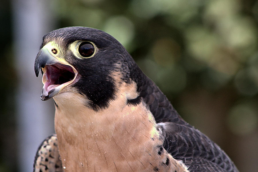 Peregrine Falcon Photograph by Michael Gordon