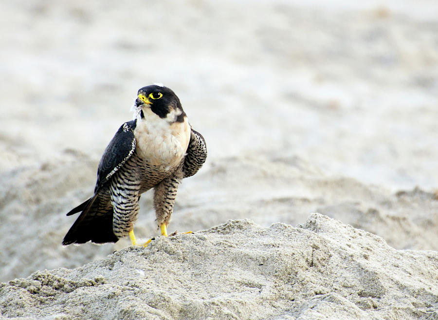 Peregrine Falcon On The Beach Photograph by Vicki Jauron, Babylon And Beyond Photography