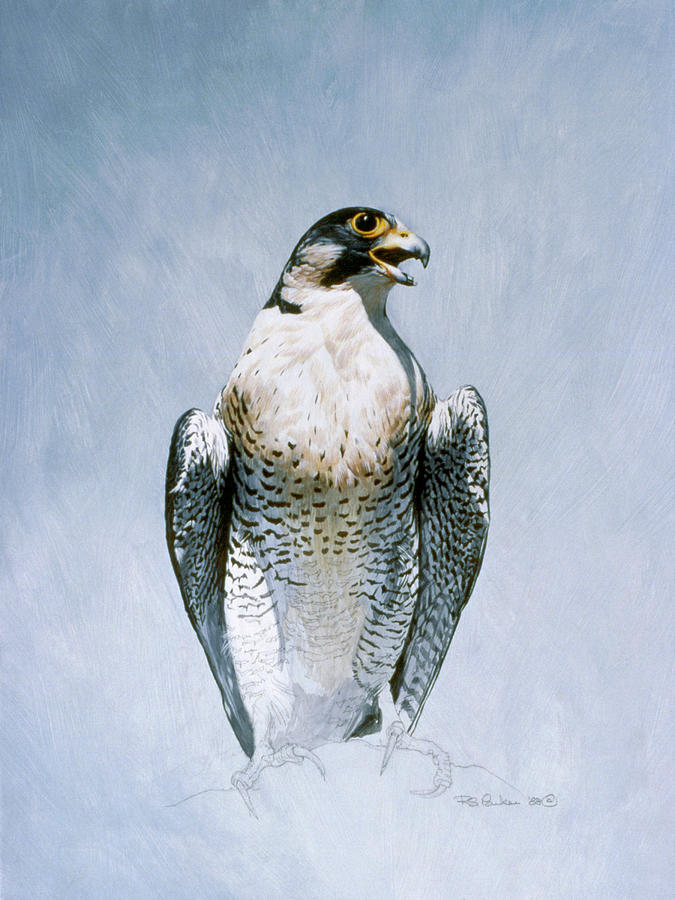Peregrine Falcon Painting by Ron Parker
