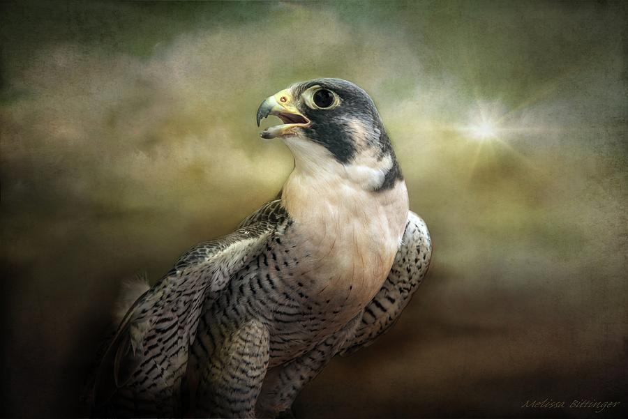 Peregrine Falcon Stormy Dramatic Sky Photograph by Melissa Bittinger