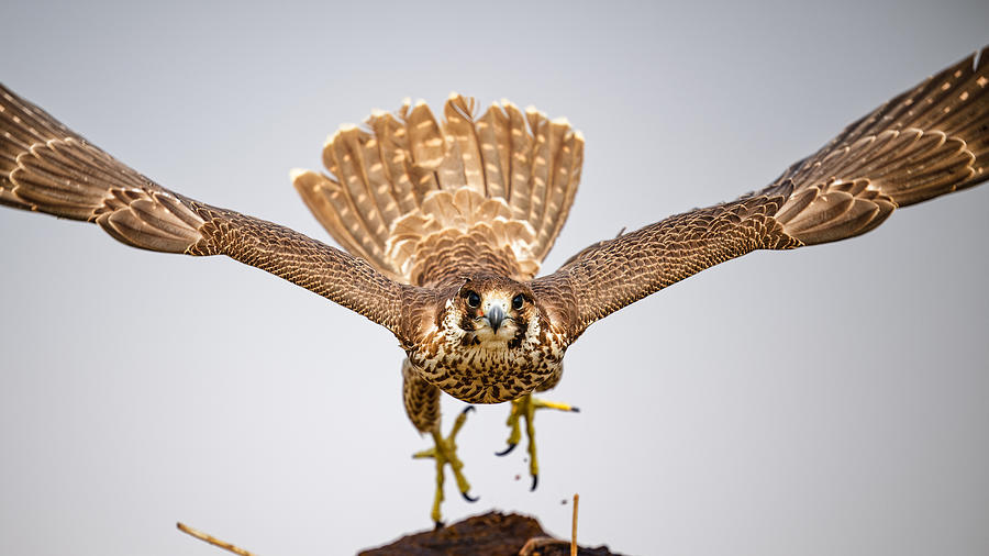 Falcon Photograph - Peregrine Falcon Taking Off by Som Prasad