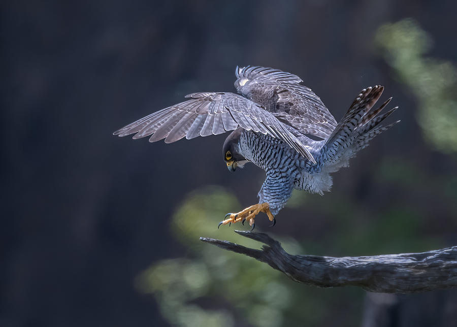 Falcon Photograph - Peregrine Falcon by Tao Huang