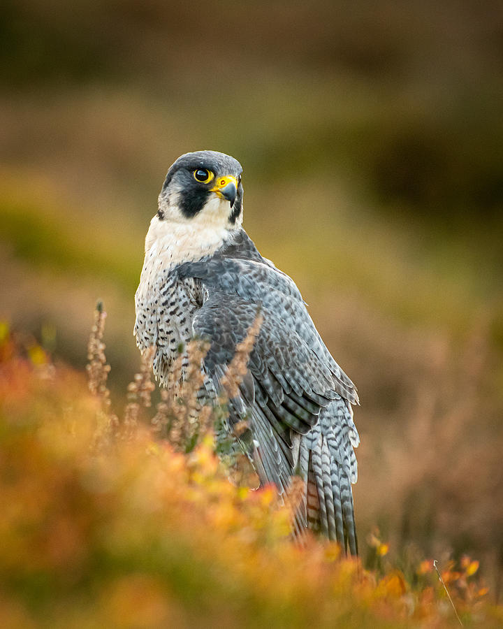 Nature Photograph - Peregrine In Heather by Feargalq