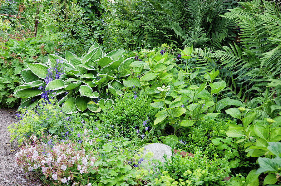 Perennial Bed In The Shade With Hosta, Hydrangea, Boxwood, Cranesbill And Fern Photograph by Gudrun Itt
