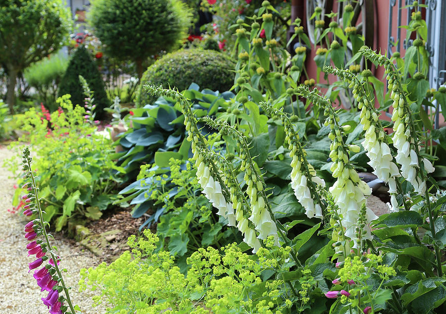 Perennial Bed With Foxgloves, Ladys Mantle, Hostas, And Turkish Sage Photograph by Domingo Vazquez