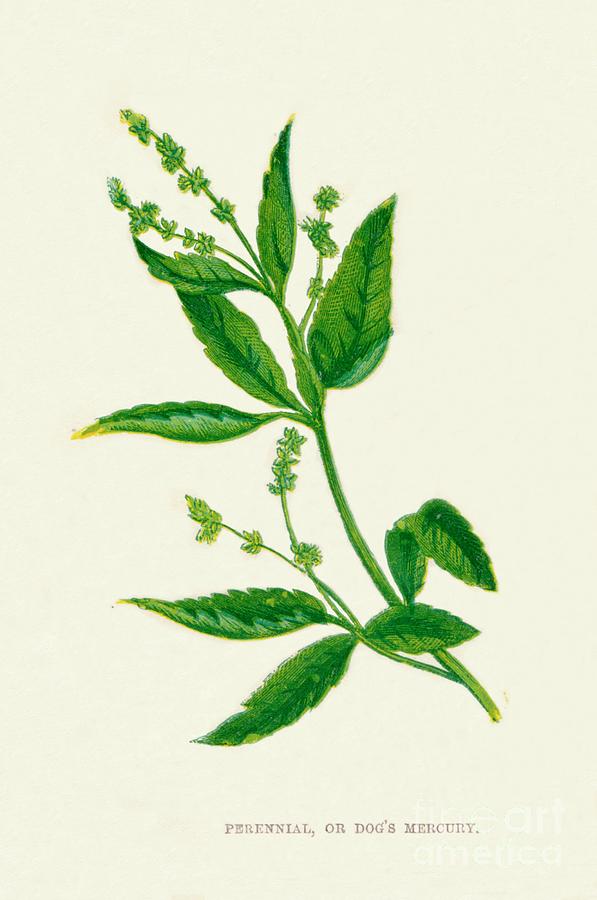 Perennial, Or Dogs Mercury, C1891, 1891 Drawing by Print Collector