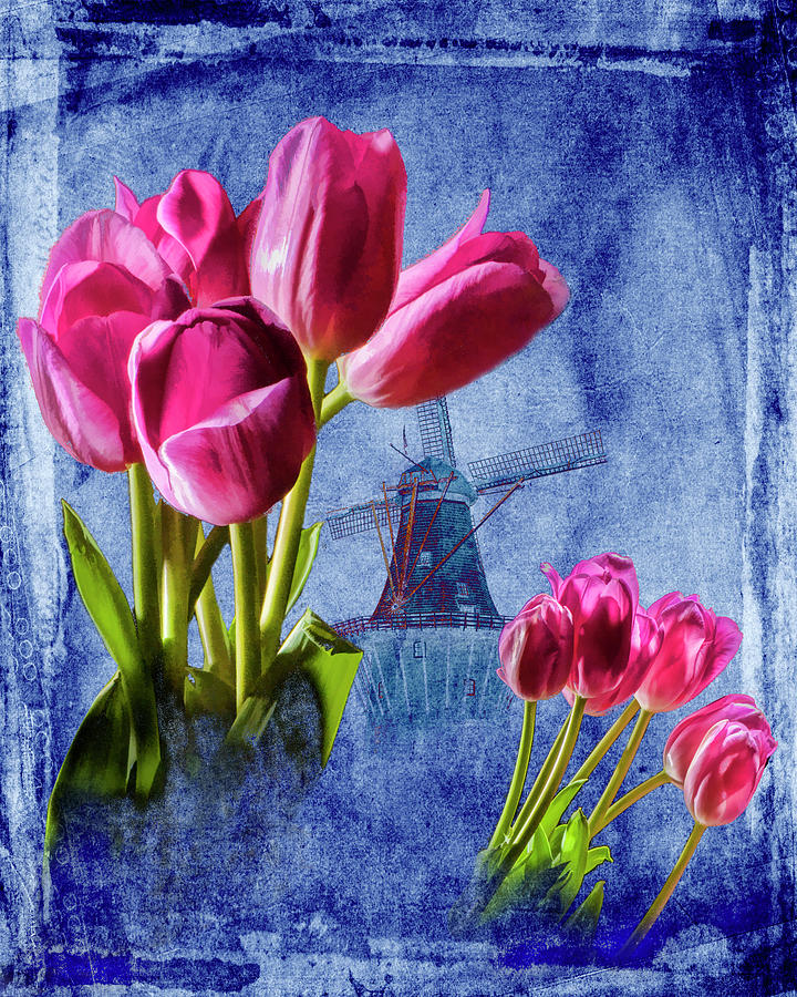 Perennial Red Tulip Flowers with Dutch Windmill on Blue Photograph by Randall Nyhof