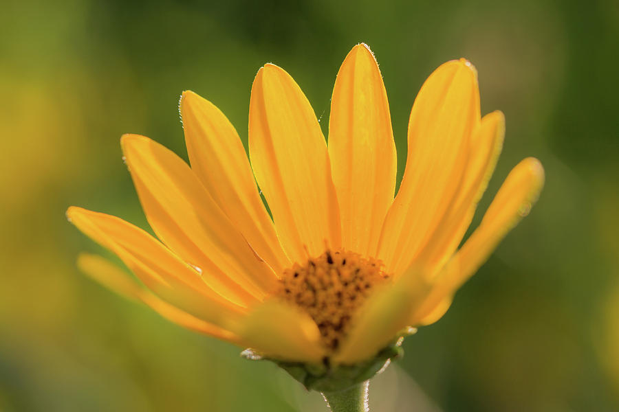 Perennial Sunflower Photograph by Peter Bouman - Fine Art America