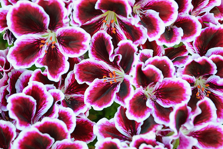 Perennials Photograph