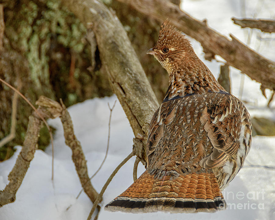 Perfect Backside Ruffed Grouse Photograph by Timothy Flanigan