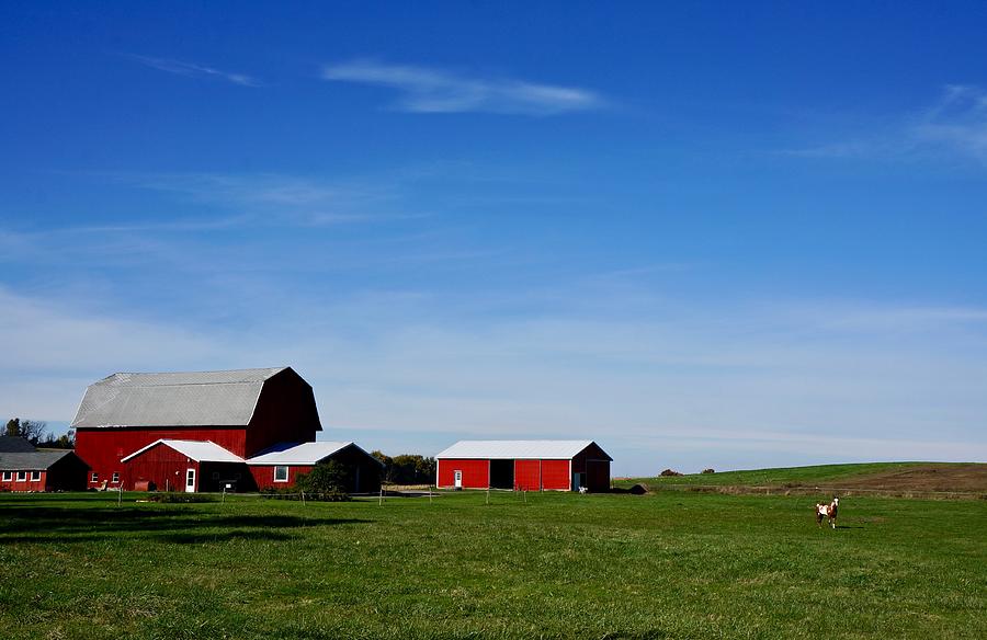Red Barn With Horse Photograph by Kathy Ozzard Chism