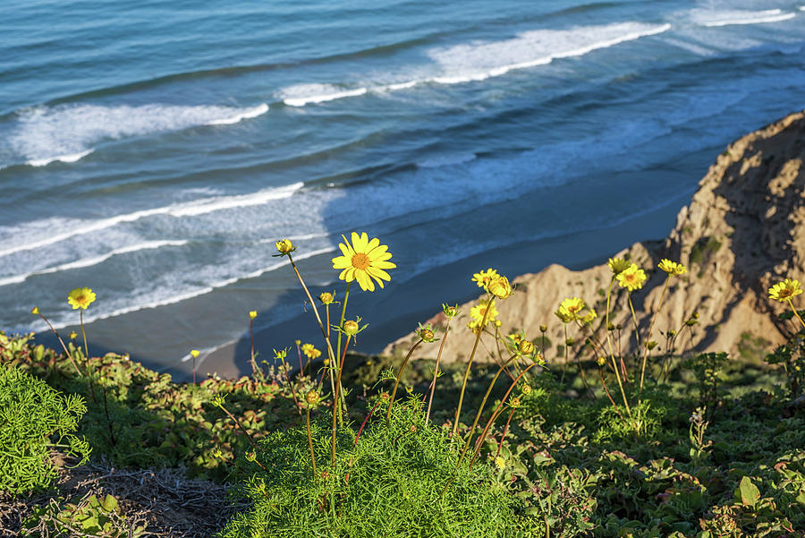California Wildflowers Above Blacks Beach Photograph by Joseph S Giacalone