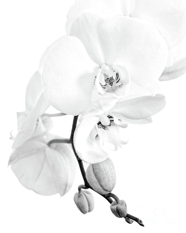 Perfect black and white orchid Photograph by Delphimages Photo Creations