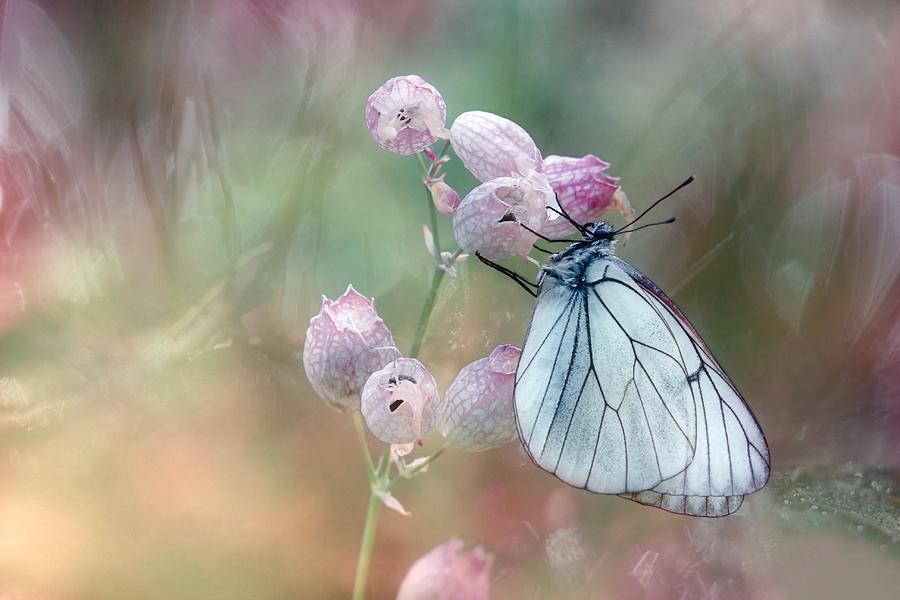 Butterfly Photograph - Perfect Dream by Wil Mijer