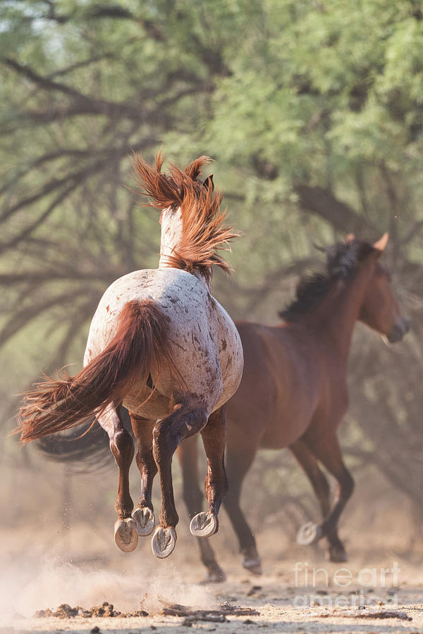 Perfect Hooves Photograph by Shannon Hastings