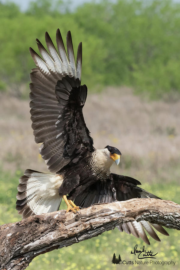 Perfect Landing by David Cutts Perfect Landing by David Cutts